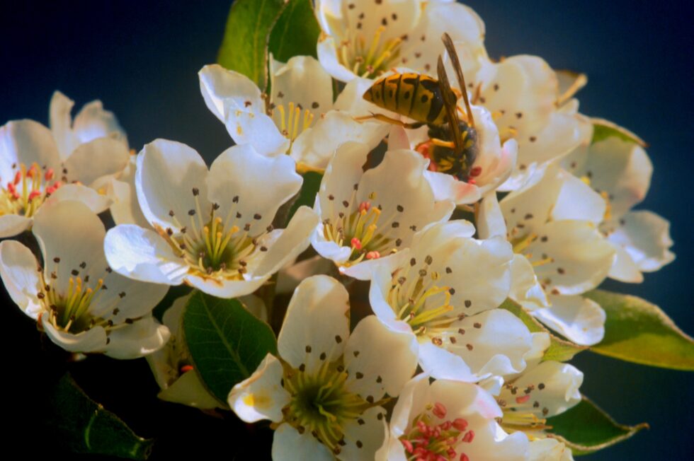 Schweiz Aargau Boniswil Bäume Apfel-Blüte Biene