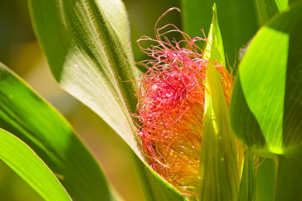 Deutschland Baden-Würtemberg Hegau Mais
