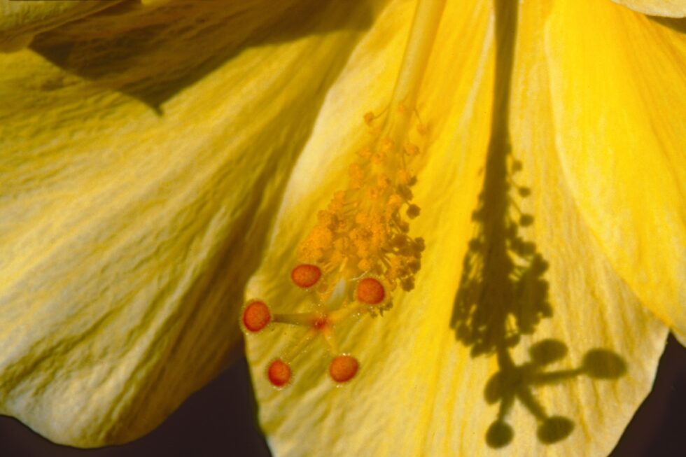 Deutschland Baden-Würtemberg Insel Mainau Hibiskus gelb