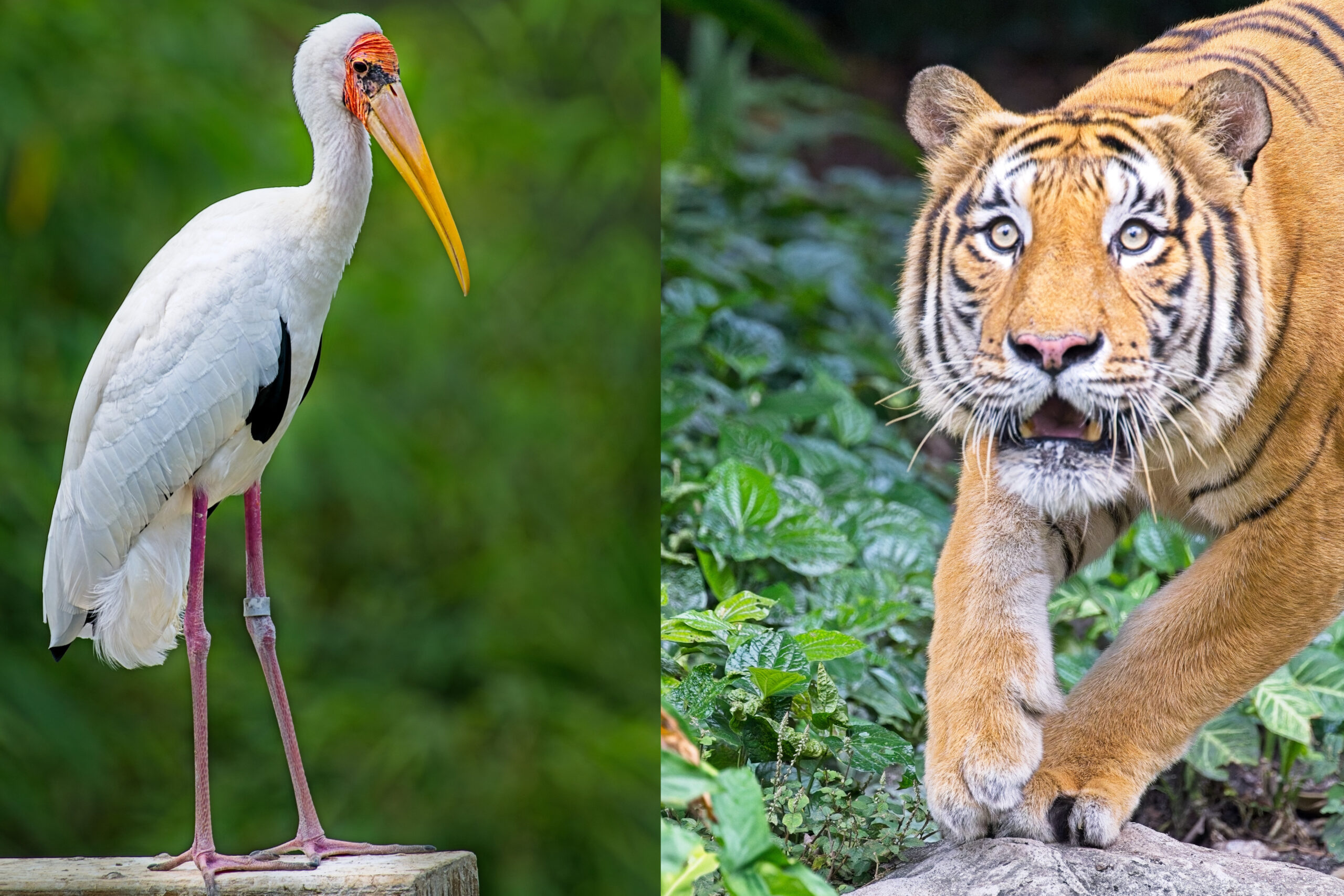 SG Singapur Mandai Wildreservat scaled