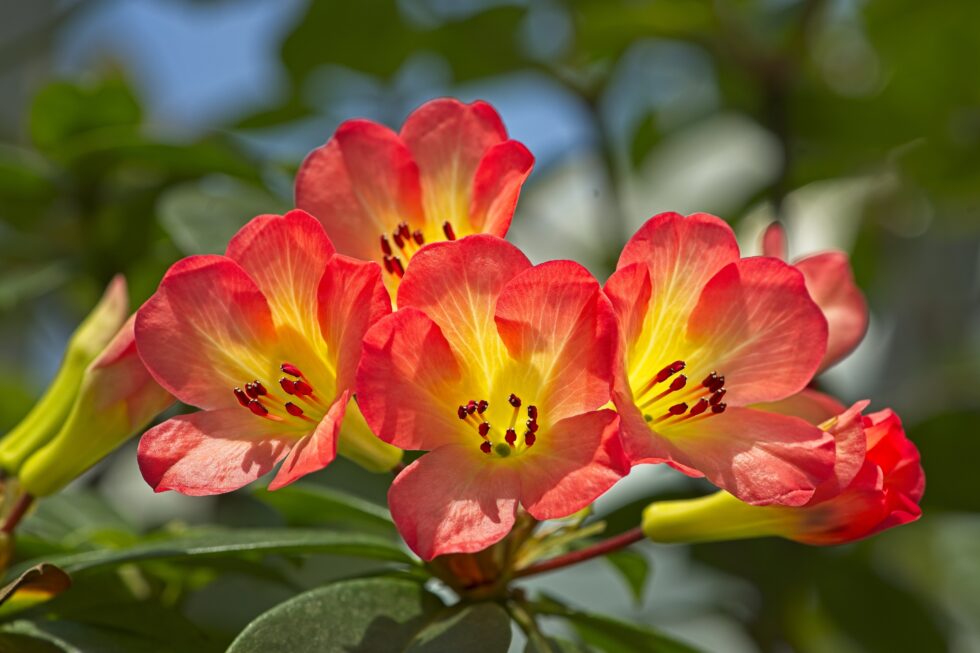 Singapur Garden by the Bays Dome Cloud Forest Amaryllis