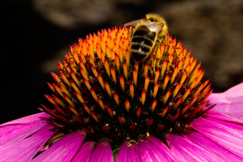 Schweiz Schaffhausen Wisshüslipark Blumen Echineacea Biene