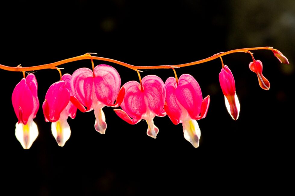 Schweiz Schaffhausen Wisshüslipark Blumen Frauenherz