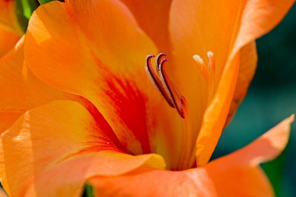 Schweiz Schaffhausen Wisshüslipark Blumen Gladiolen