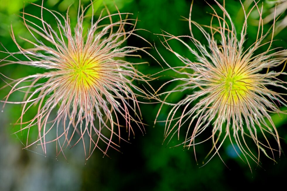 Schweiz Schaffhausen Wisshüslipark Blumen Küchenschelle Samen