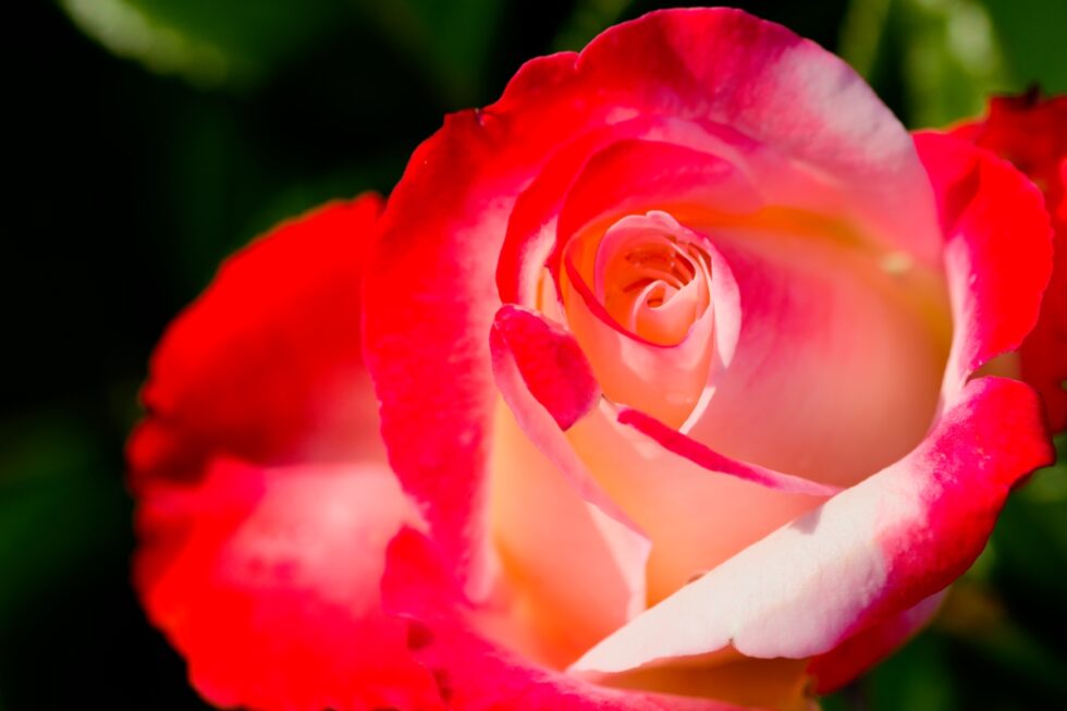 Schweiz Schaffhausen Wisshüslipark Blumen Rose Nostalgie