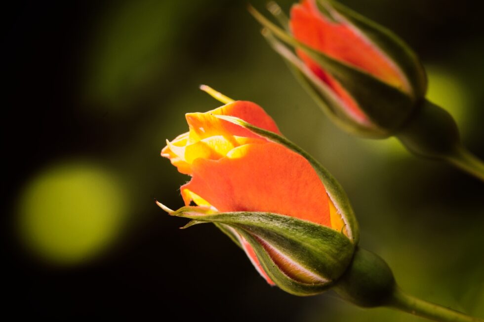 Schweiz Schaffhausen Wisshüslipark Blumen Rosen