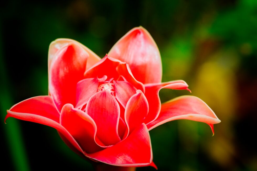 Thailand Phang Nga Hotel Paradise Blumen Ananasblüte