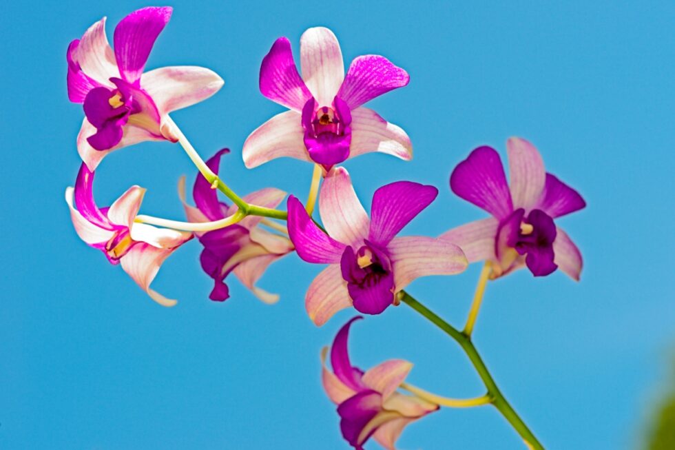 Thailand Phang Nga Hotel Paradise Blumen Orchideen lila