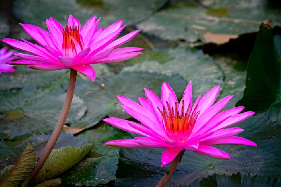 Thailand Phang Nga Hotel Paradise Blumen Seerosen