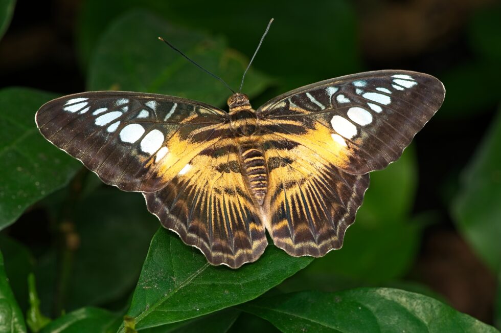 Bern Kerzers Papiliorama Schmetterling