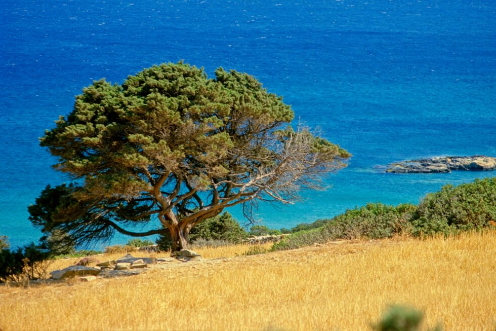 Griechenland Paros Landschaft Baum