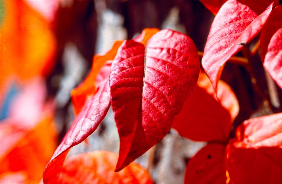 Japan Alpen Bäume Buche Blätter Herbst rot
