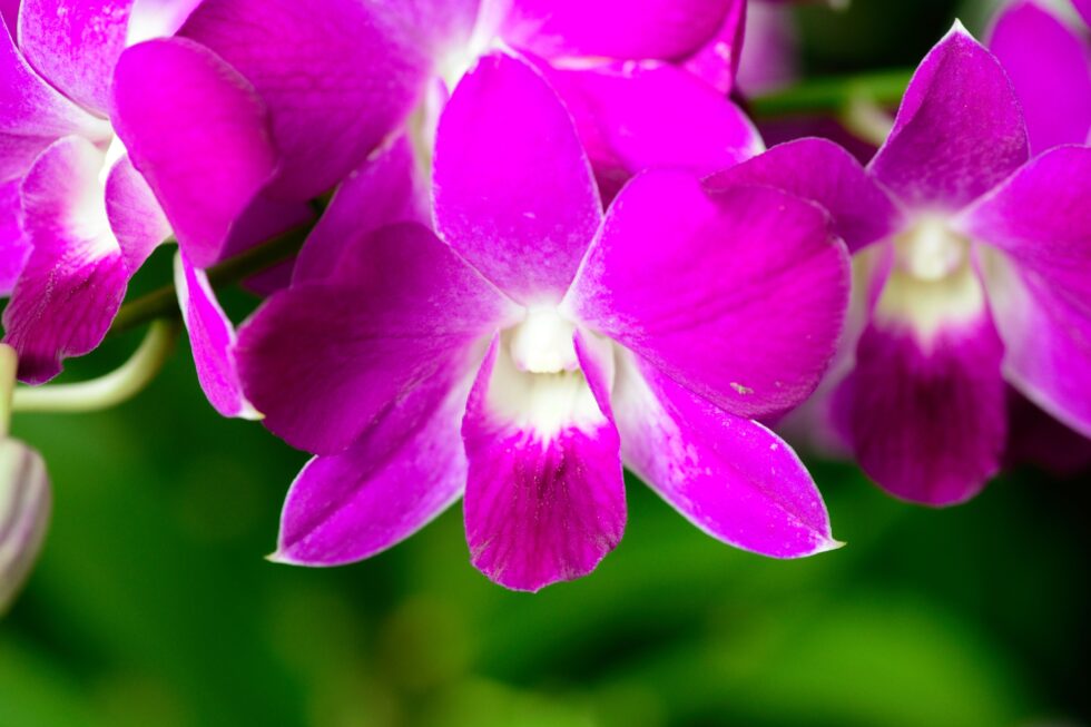 Singapur Gärten Orchideen Blume VIP Matti