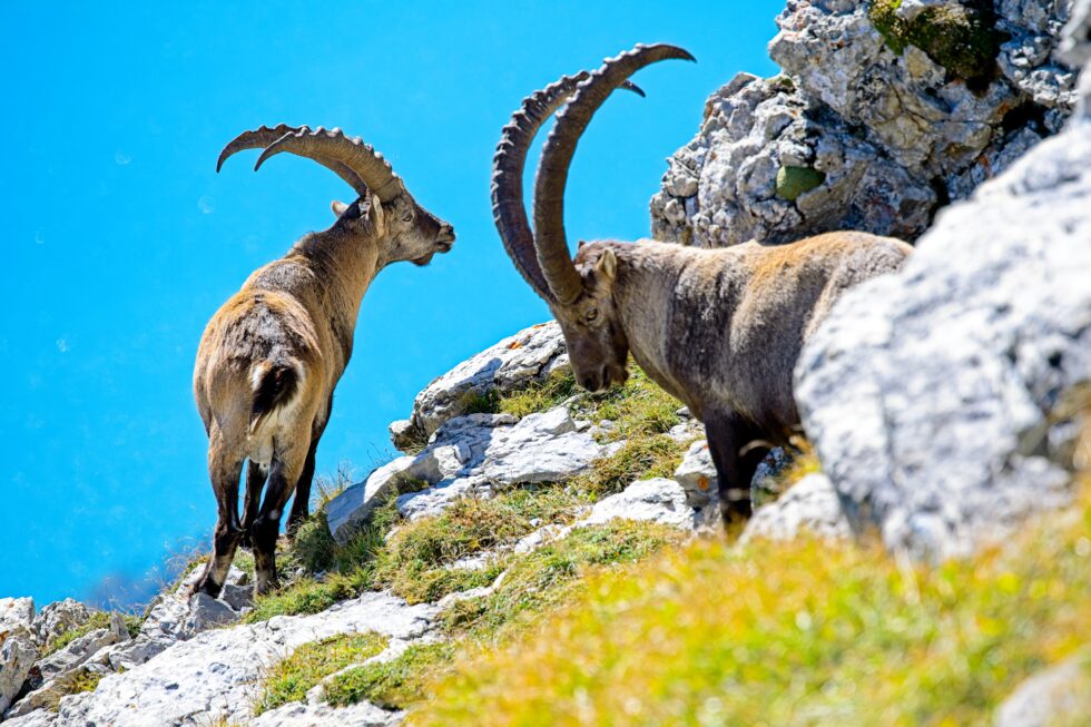 St. Gallen Wildhaus Chäserugg Tiere Steinböcke