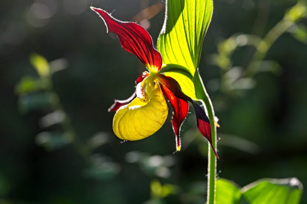 Schaffhausen Bargen Tannbüel Blumen Frauenschuh