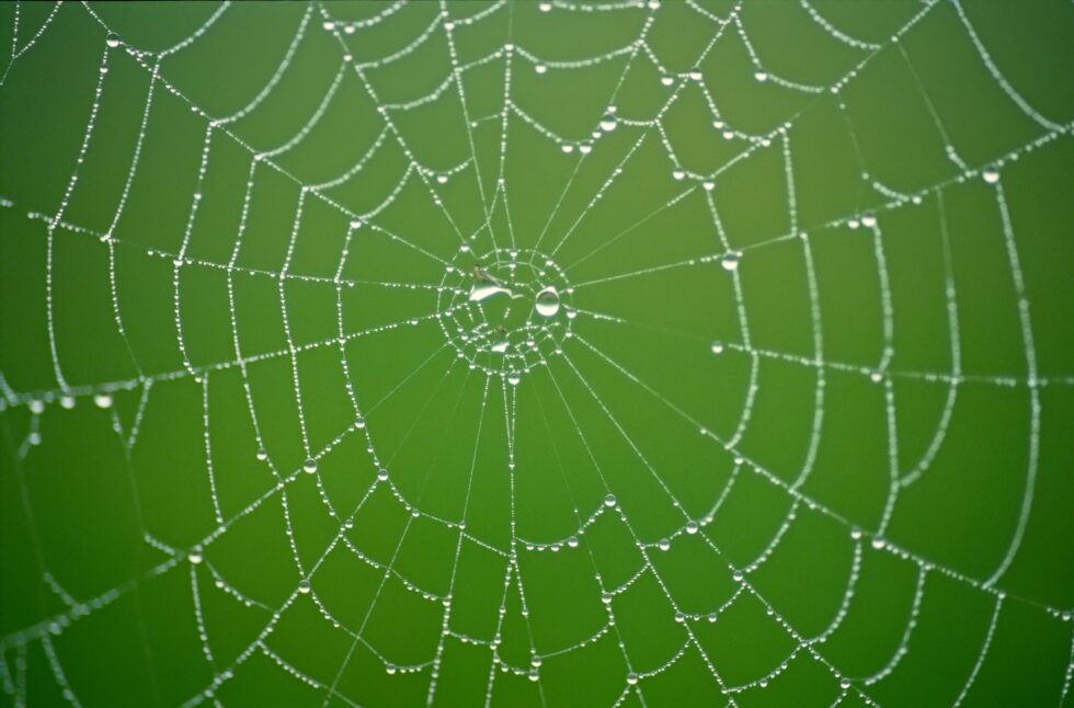Schaffhausen Randen Spinnennetz Tautropfen