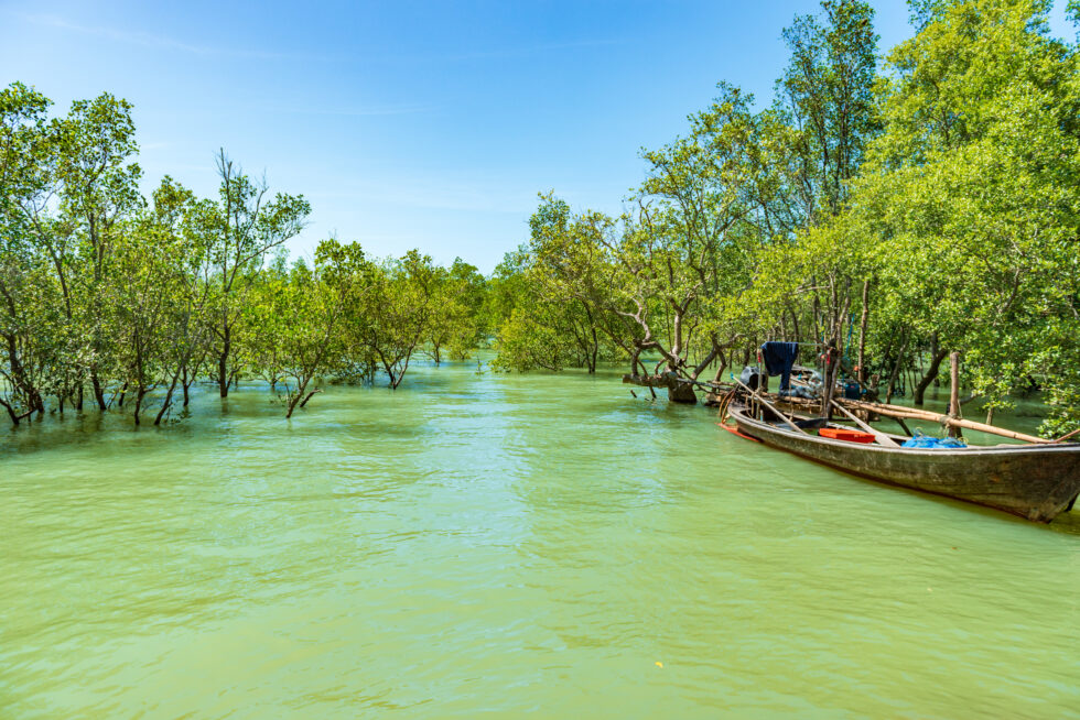 Thailand Koh Yao Noi Bäume Mangroven Boot