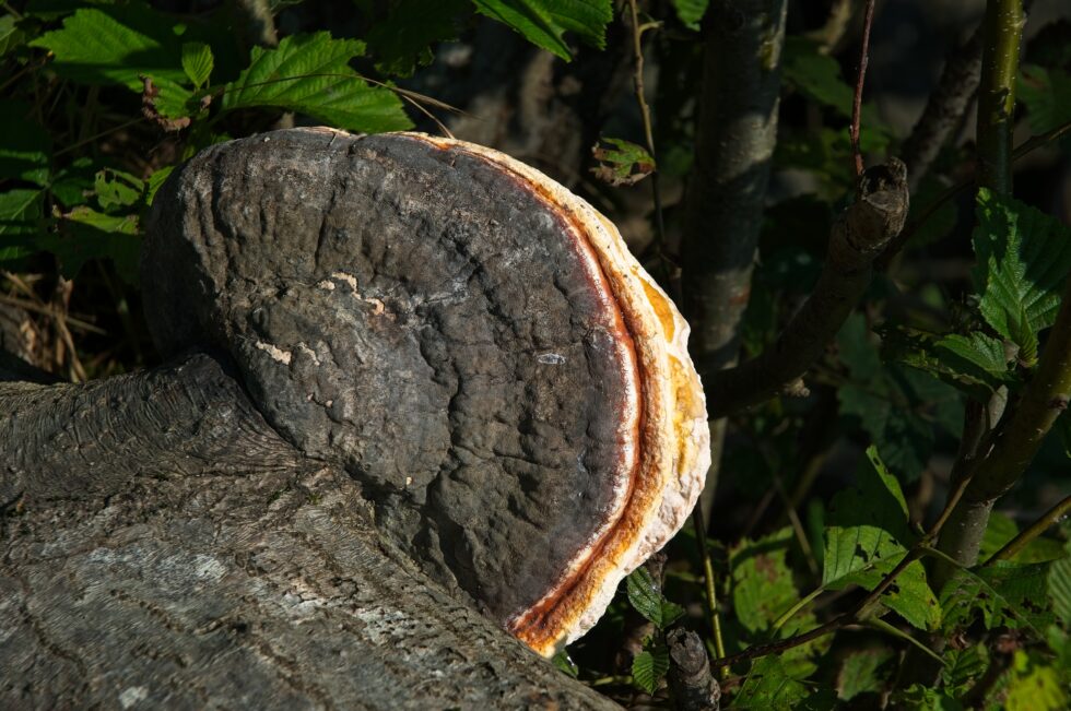 Uri Isleten Pilz Stockpilz