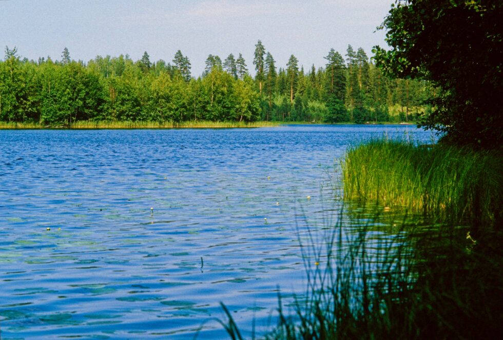 Finnland Kultakivi See Wald