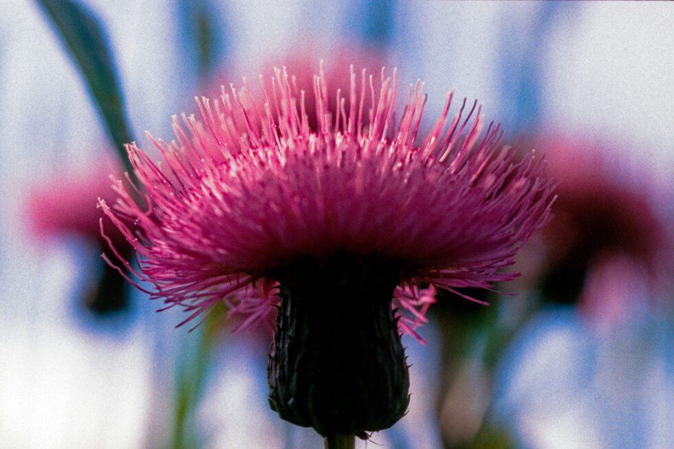 Finnland Länsi-Teisko Pflanzen Blumen