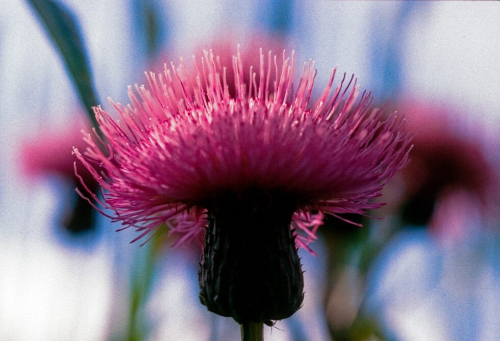 Finnland Landschaft Länsi-Teisko Blumen