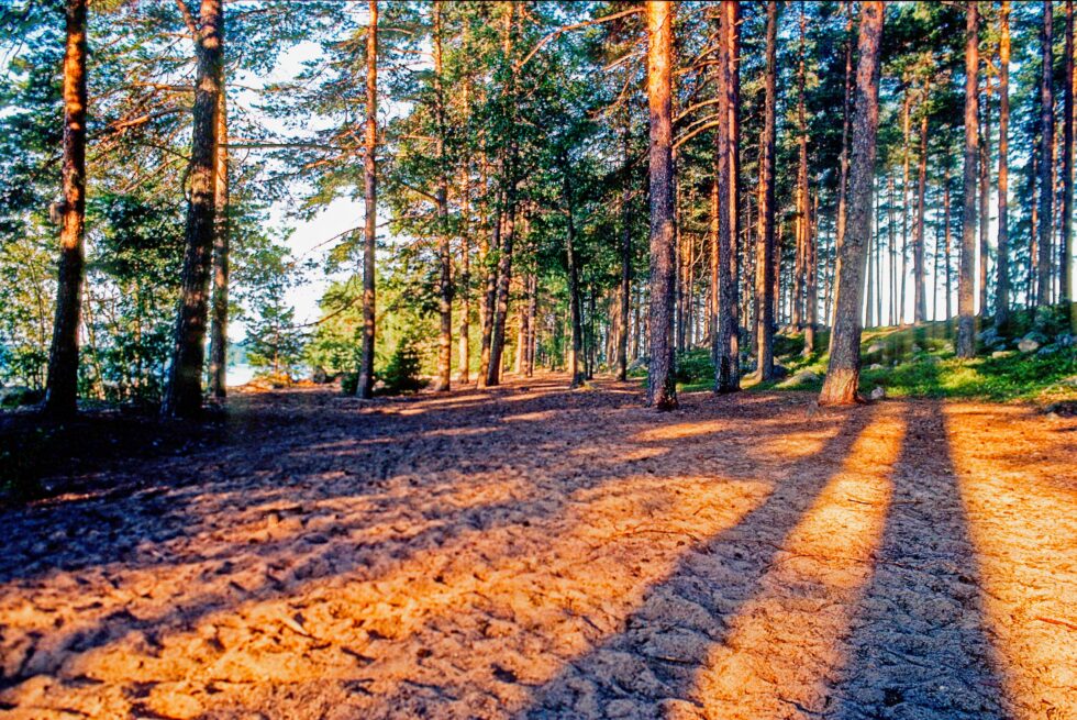 Finnland Länsi-Teisko Wald Sandstrand
