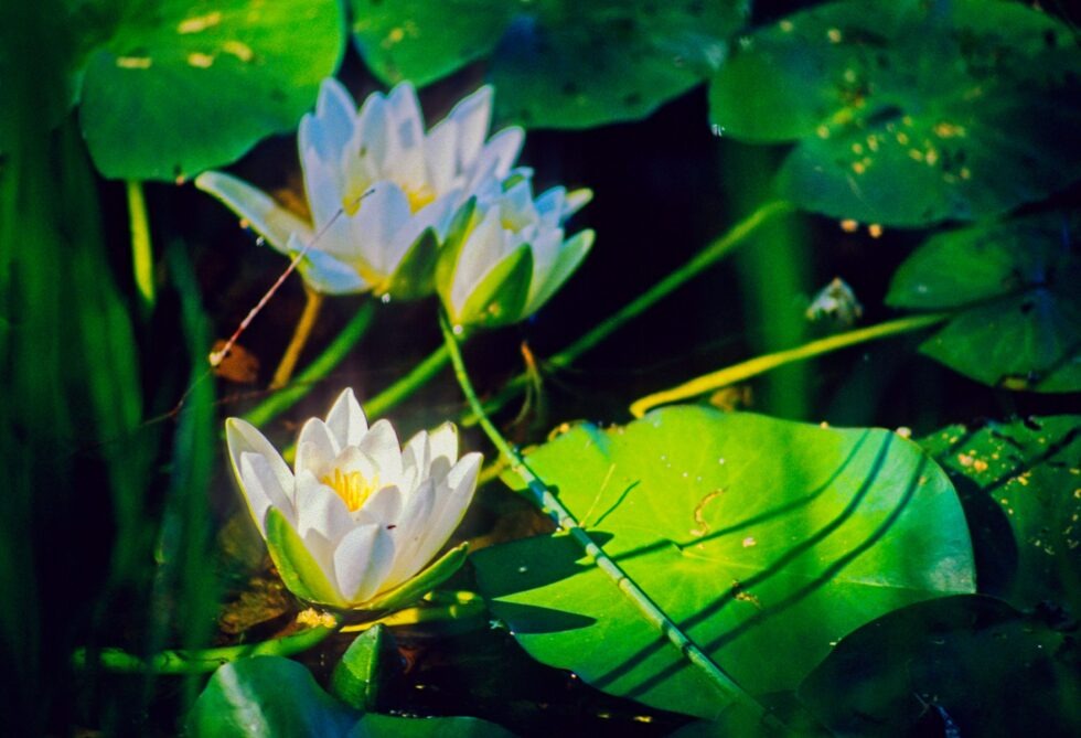 Finnland Punkaharju See Blumen Seerosen